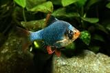 Green Tiger Barb (Pack of 6) Live Fish for Aquarium....