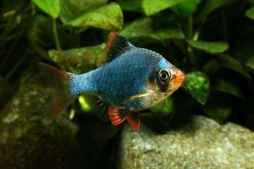 Green Tiger Barb (Pack of 6) Live Fish for Aquarium. (Puntigrus tetrazona) Active, Colorful, and Ideal for Community Aquariums. Easy to Care for, These Fish Freshwater Live Alongside Other Species.