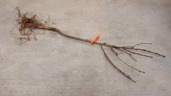 Miniatura 3 de Árboles de abedul de río, árboles jóvenes de 2 pies de alto, corteza blanca, sol completo a sombra parcial, juego de 3