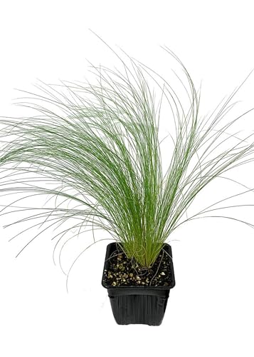 Stipa Natural Embellece tu Jardín con esta Planta Ornamental de Exterior