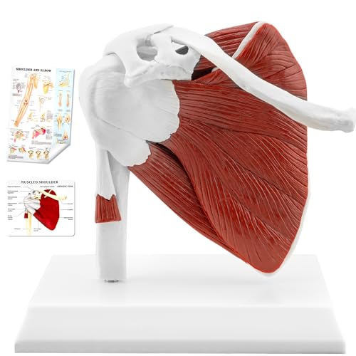 Image of TYRRDE Muscled Shoulder Joint Model, 1:1 Life Size Human Body Right Shoulder Anatomy Model with Ligaments, Clear Muscle Lines, Durable Structure, 3D Removable Base, Manual for Medical Educational Training