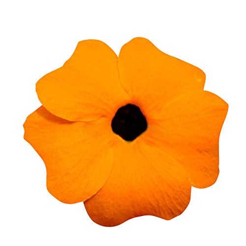 Futaba Black Eyed Susan Flowers Morning Glory - Orange - 20 Pcs-picture-10