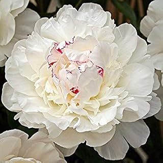 Peony , Festiva Maxima sweet scented double blooming (1 BAREROOT/Plant-2-3 eyes ) Giant Flowers, Great Cut Flowers !