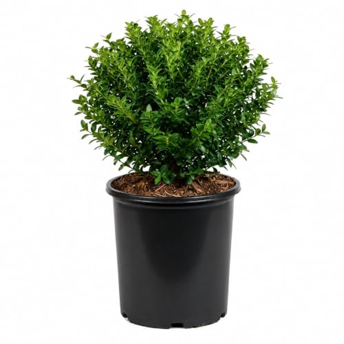 Best 10 evergreen shrubs for shaded areas Our Picks