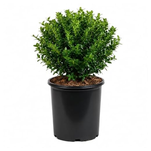 Soft Touch Holly (2.5 Quart) Finely Textured Compact Evergreen Shrub - Full Sun Live Outdoor Plant - Ilex crenata