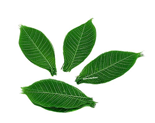 Nava Chiangmai Rubber Tree Leaves - Pack Of 100 Skeleton Leaves Decorative Diy Craft, Artificial Leaves Craft Card Scrapbook Diy Handmade Embellishment Decoration Art (Green) #TOP1