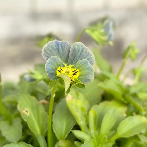 violeta cornuda - Viola cornuta en semillas de decoración arbusto mariposas silvestres perennes resistentes cortadas 15pcs