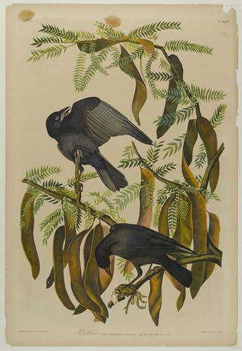 Tableau corbeau de poisson John Audubon pour décoration murale de salon