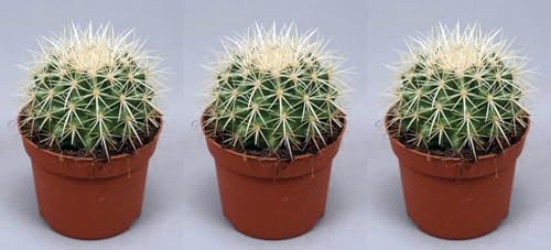 Pack de 3 plantas Echinocactus Grusonii, 12-15 cm. Asiento de suegra. Cactus esférico con espinas doradas y fácil de cuidar. Segura Garden.