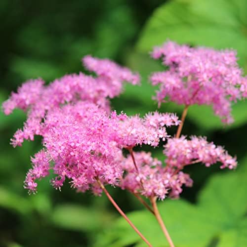 クリスマスローズ 小苗 SDノスタルジア セルフ 1苗 抜き苗発送