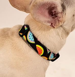 Lana Paws Colourful Watermelons Durable Fabric Dog Collar Belt for Small Dogs, Shih Tzu, Lhasa Apso, Pomeranian, Dachshund
