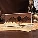 Taxidermy Bat, Real Bat Specimens High-Quality Resin Animals for Science Classroom Education Ideal Bat Decor & Gift for Taxidermy, Skull Collectors, Oddities Biology Enthusiasts (5.5x2.5x0.7 Inch)