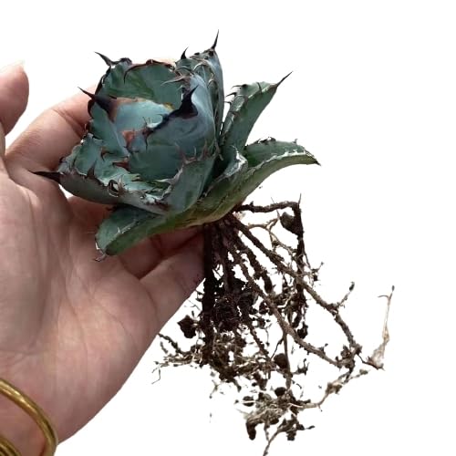 Amazon.co.jp: TL3特選中株 アガベ チタノタ ブラックアンドブルー