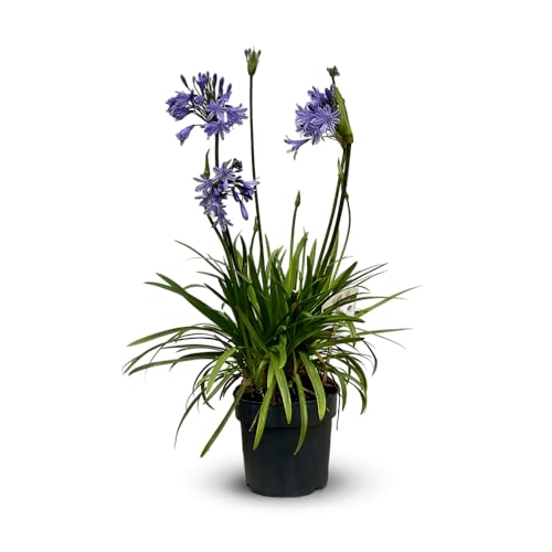 Agapanthe Fleur Bleue - Plante Extérieur Résistante Chaleur - 2