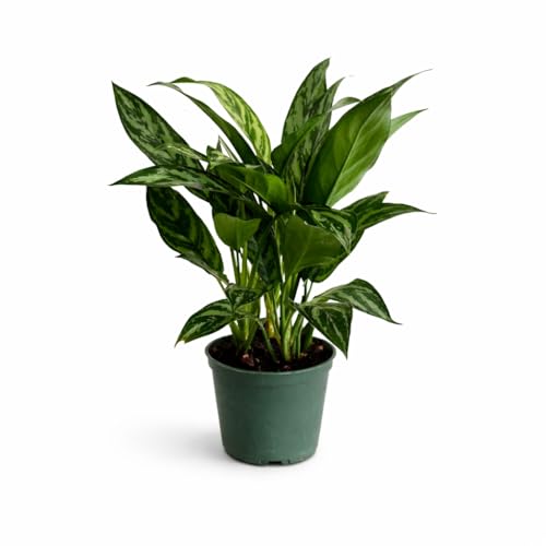 Aglaonema Tigress Live Indoor Plant in 6 Inch Grow Pot Chinese Evergreen Houseplant Tropical Foliage Plant for Home or Office