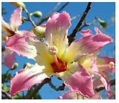 Miniatura 2 de Chorisia speciosa árbol con flores exóticas botella de seda kapok semillas 20 semillas
