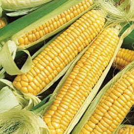 Corn Golden Bantam 8 Open Pollinated Great Heirloom Vegetable by Seed Kingdom Bulk 5 Lb Seeds