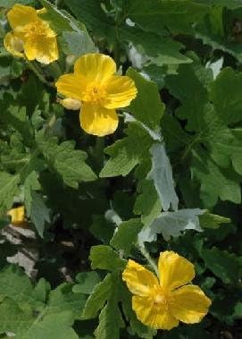Stylophorum diphyllum Celadine Poppy 1,000 Seeds