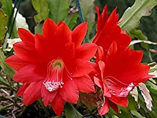 Greentower Brahma Kamal/Night Queen (Red) Healthy plant with Pot Pack of 1 Brahma Kamal (B0BRNQV15T) Amazon Price History, Amazon Price Tracker