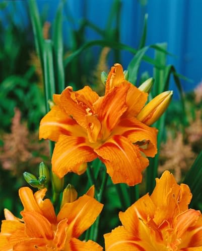 Hemerocallis fulva 'Kwanso' 11x11 cm Topf – Winterhart, Mehrjährig, Pflegeleicht – Taglilie – Staude für Beet & Rabatte