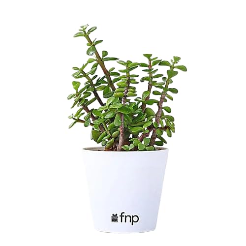 fnp White Pot Jade Plant Gift-image-2