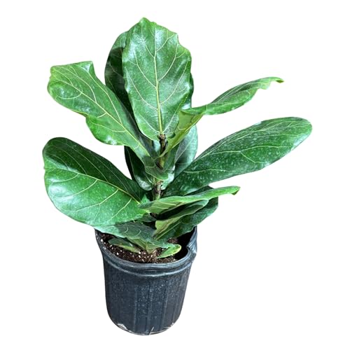 PLANTVERS Fiddle Leaf Fig Tree in 8" Grow Pot –