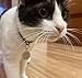Kompatibel mit Sureflap Surefeed Microchip RFID Halsband-Tags Disc Key Ersatz (2 Stück)