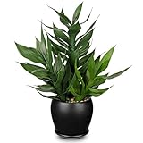 Plantes artificielles de taille idéale : leur forme générale est de 45 cm, et l'épaisseur du pot en céramique fait à la main mesure environ 13 cm de large x 13 cm de haut. Transformez instantanément votre espace en un havre de paix avec ces plantes de bambou chanceuses, censées apporter énergie positive et prospérité. Compactes et élégantes, elles s'adaptent parfaitement sur les bureaux, les étagères ou tout petit espace nécessitant une touche de tranquillité