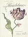 Hans Christian Andersen's Thumbelina (Retold and Illustrated By Lauren Mills)