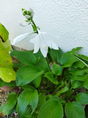 ホスタ 白花 玉のかんざし 2苗