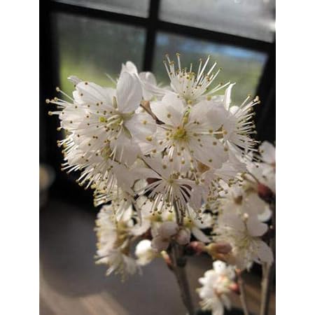 Amazon Co Jp 暖地桜桃 だんちおうとう の苗 1本で実がなる小さなさくらんぼ 果樹苗9cmポット 2個セット バラ科サクラ属の耐寒性落葉高木 樹高 3 4m 剪定により調節可能 植え付け時期 ポット苗なので根鉢を崩さなければ年中可能 結実期 6月 受粉樹 不要 但し