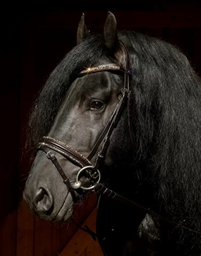 Tysons Breeches Hundehalsband Leder ‚Wave‘ – Schwarz, Wellenförmig Mit Sonnen-Conchos | Größe L/XL, Weich Unterlegt, Fest Vernäht