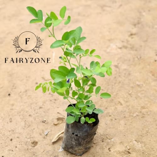 Image of LIVE PLANT (SMALL, APRAJITA PLANT)
