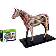 4D Horse Anatomy Model, Simulation Animal Horse Detailed Animal Organ Model for Medical Teaching and Learning