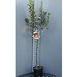 SAVINI VIVAI L'ARTE DI FARE NATURA