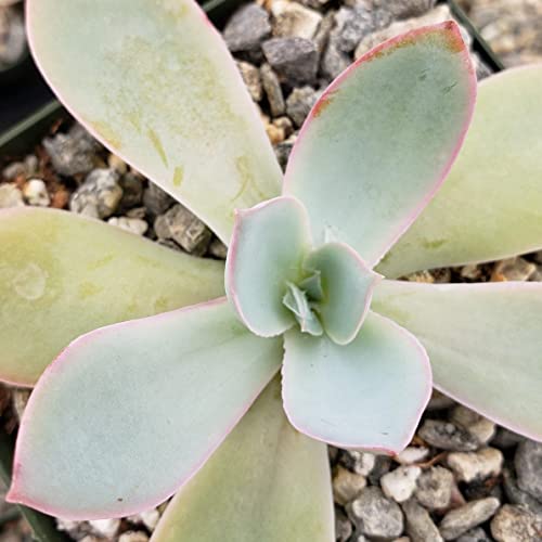 Echeveria Cante Cacti Cactus Succulent Real Live Plant #TOP1