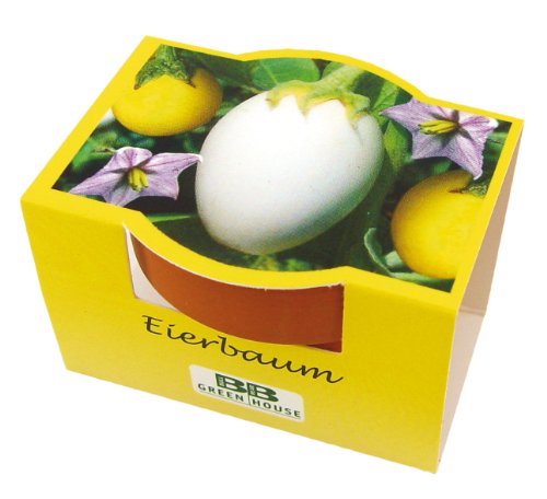 Bull & Bear Mini Anzuchtset Eierbaum Samen Set mit Tontöpfchen mit Eierbaumsamen, Pflanzsubstrat...