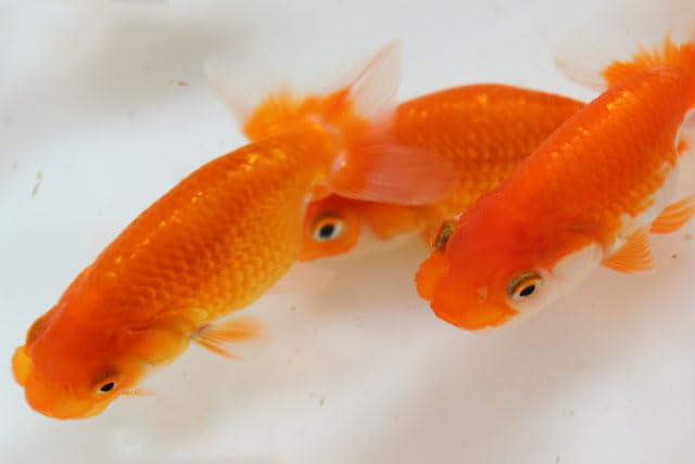協会系 らんちゅう　雌三歳魚 協会系らんちゅう 当歳二歳三歳販売魚ご紹介 | 金魚やぶろぐ by 佐々木