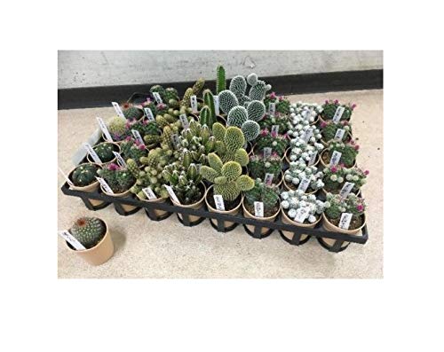 多肉植物セット*2 多肉植物つぶつぶセット 2号ポット 3株セット の通販 | 園芸ネット