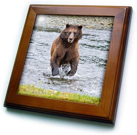 3dRose Brown bear chases after a salmon dinner at Pack Creek. - Framed Tiles (ft-380598-1)