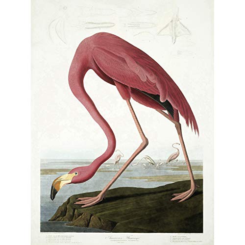 Wee Blue Coo Audubon American Flamingo Unframed Art Print Poster Wall Decor 12X16 Inch