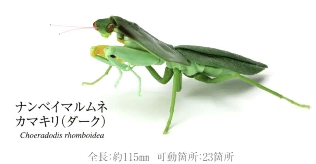 Amazon.co.jp: いきもの大図鑑 かまきり04 ナンベイマルムネ