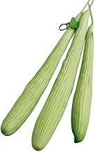 Giant Cucumber – Armenian Meter Cucumber – 10 Seeds (The Eye-catching in the Garden)