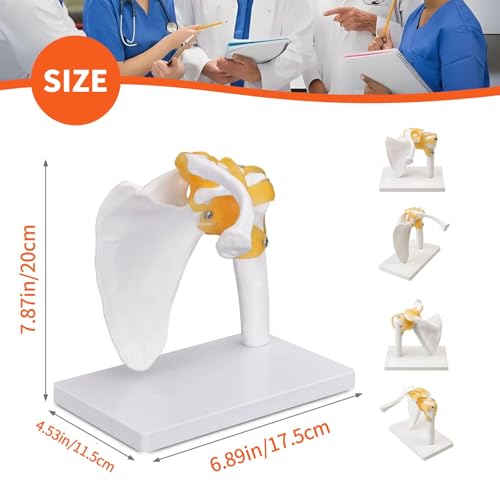 Modèle d'articulation de l'épaule pour surmonter les difficultés d'explication médicale - 4