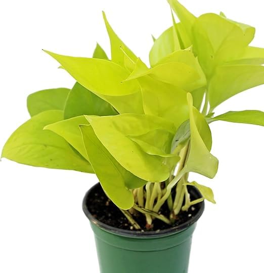 OCCIDENT Live Healthy Golden Neon Money Plant (Pothos) Indoor Good Luck Plant for Home & Office (B0DBRL23HR) Amazon Price History, Amazon Price Tracker