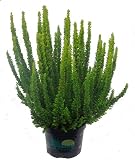 Calluna 'Skyline'- Besenheide, Heidekraut - winterhart, mehrjährig, immergrün, sieht das ganze Jahr schön aus. Als Balkonpflanze und Beetpflanze,