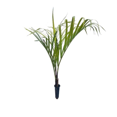 Genérico, Muda de Palmeira Triangular 20 a 40cm AMK - Plantas Online