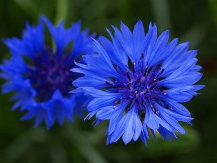 Centaurea Bachelors Button Blue Boy Nice Garden Flower by Seed Kingdom Bulk 5 Lb Seeds