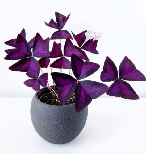Oxalis Triangularis Bulbs - Purple Shamrock Bulbs - Good Luck