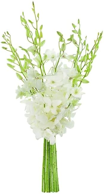 KaBloom PRIME NEXT DAY DELIVERY - Mothers Day Collection - 10 White Orchid Gift for Birthday, Sympathy, Anniversary, Get Well, Thank You, Valentine, Mothers Day Flowers